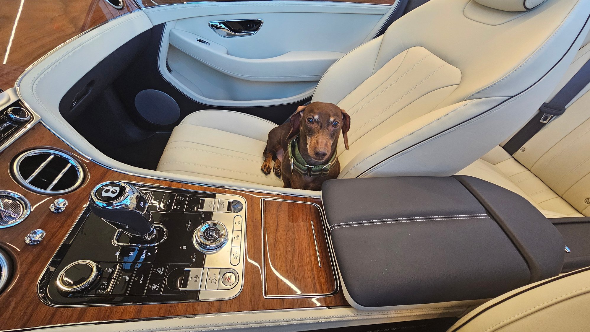 He goes everywhere!