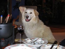 Later that same day. Casper's first supper in a real home. He did get some Fondue Shrimp, but Daddy got all the Red Wine.  