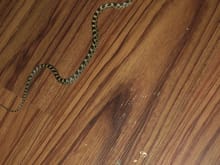 What kind of snake is this? Photo taken in Western PA.