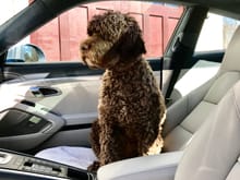 He can't drive stick. So for our Portuguese Water Dog, I went with the PDK. We both love it. BTW, he's not exactly a lap dog. But the passenger seat is a nice perch for him. Although there's not much to hang on to in a 911 during spirited driving if you're a dog.