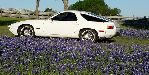 Texas Blue Bonnets