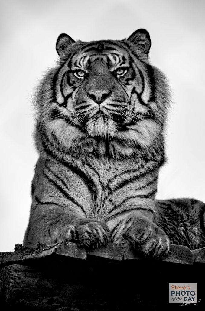 King of the Tigers