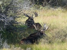 Two moose spotted in Pinedale Wyoming.