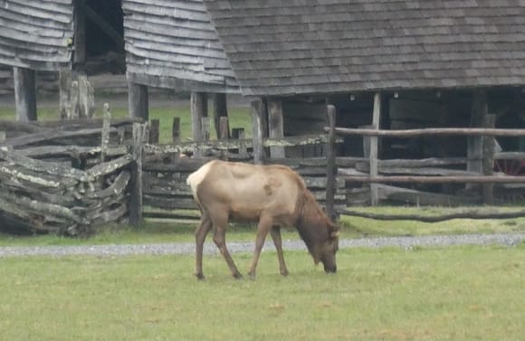 Elk at visitor center on NC side.