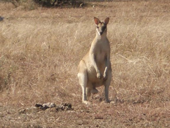 kimberley kangaroo