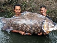 World's largest carp