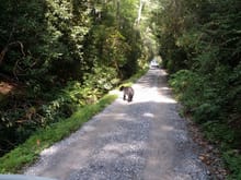 Starting out on the Parson Branch Road, we ran across this youthful black bear. We were within 10 feet when we drove past him. Very cool.