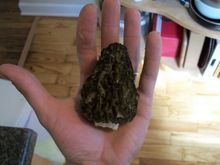 mushrooms (1)