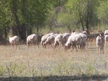 Big horn sheep on way to St. Elmo Colorado memorial weekend 2011