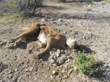 The victim of some Mexican Grey Wolves...We saw a few on this trip - buggers are too shy to get photographed though.
