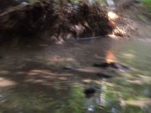 Banshin it. Bent a lca, got a piece of railroad tie in my knuckle and almost bogged the thing.