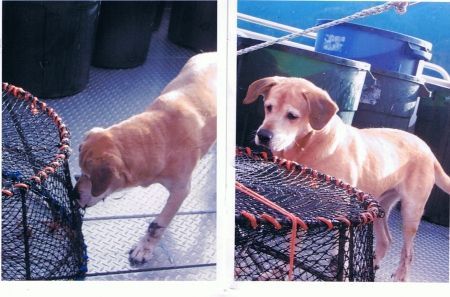 Had the heart to stop a charging brown bear sow, w/o a wimper.  Good with kids and other small animals.