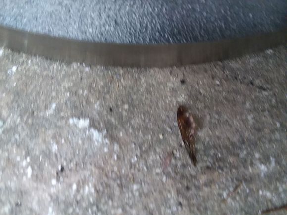 Driver's side edge of drum barely turned a little straw color