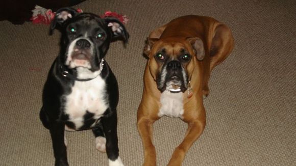Nala and Marley
