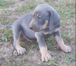 He is a registered blue Weimaraner. But he is pretty special because he isn't solid Blue but has the recessive hound markings. He is freaking awesome!
