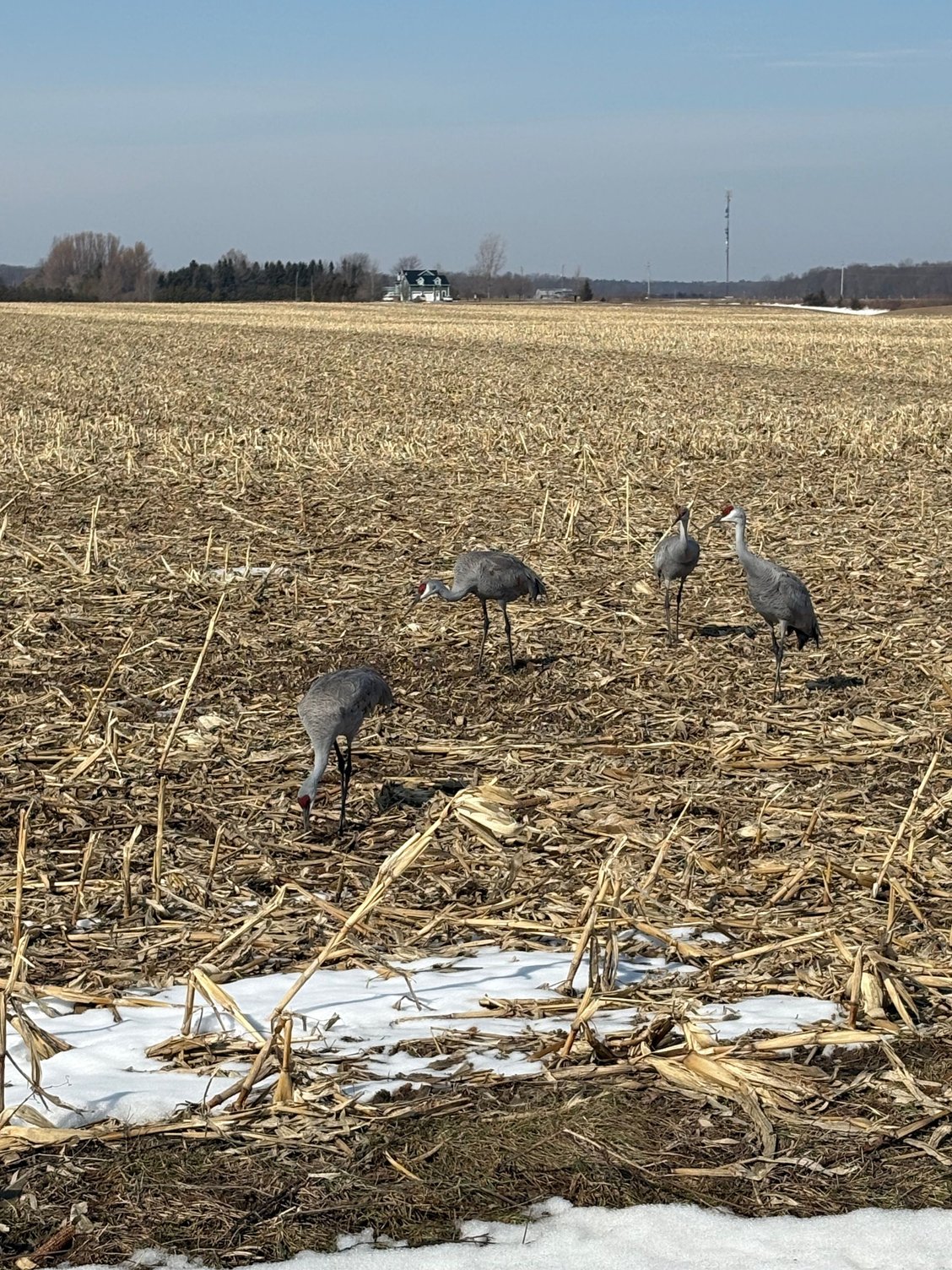 In a corn field 