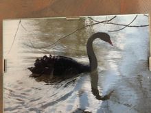 A black swan , notice the red bill