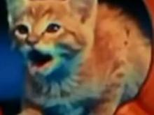 Meow! 