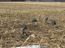 In a corn field 