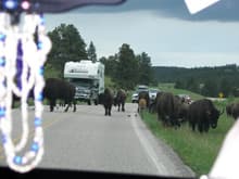 Buffalo Stopping Traffic
Custer State Park Wildlife Loop