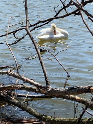 This is one huge swan