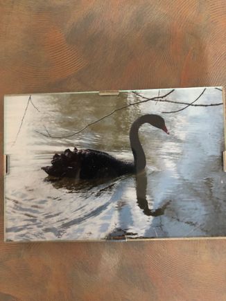 A black swan , notice the red bill