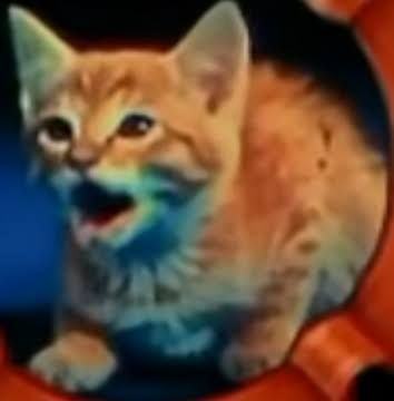 Meow! 