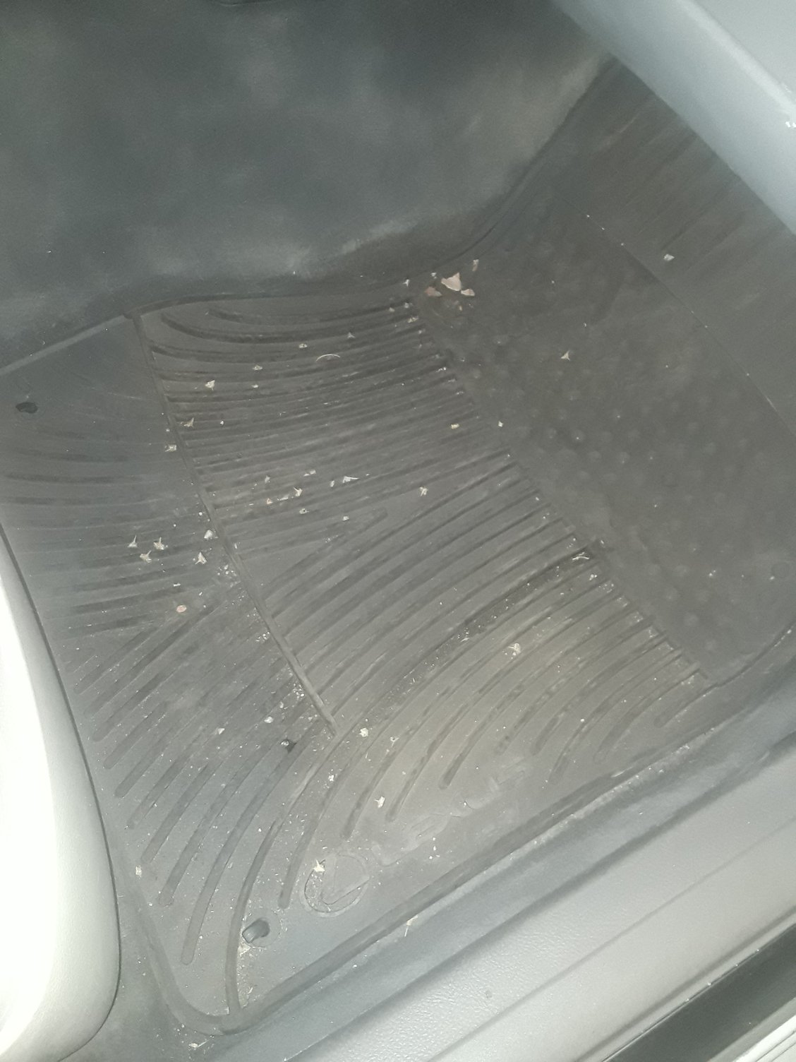 0406 OEM Lexus LS430 All Weather Floor Mats ClubLexus Lexus Forum