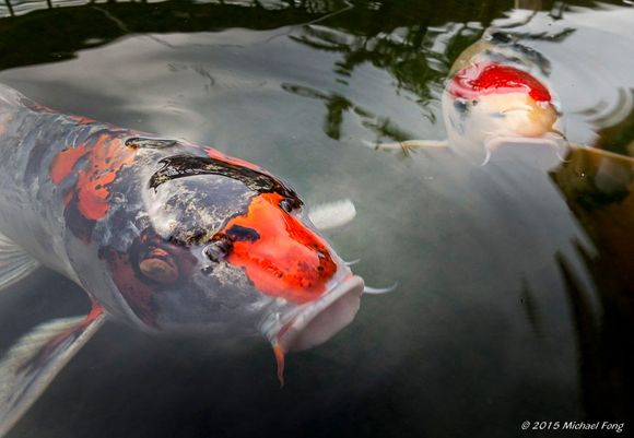 Koi fishies