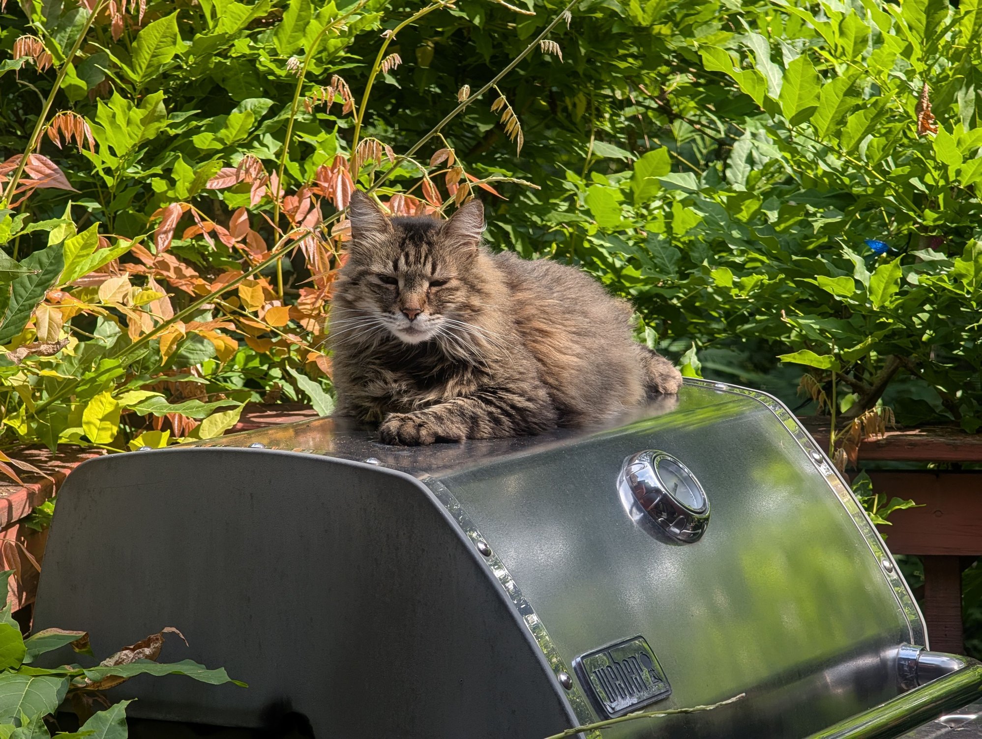 Snoopy has his dog house, Ernie flies a Weber