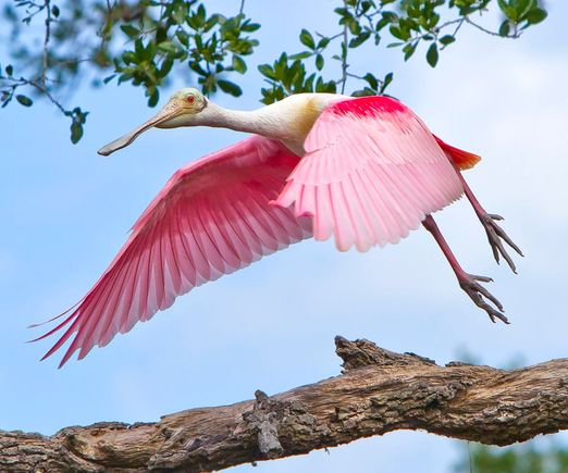 Roseate Spoonbill