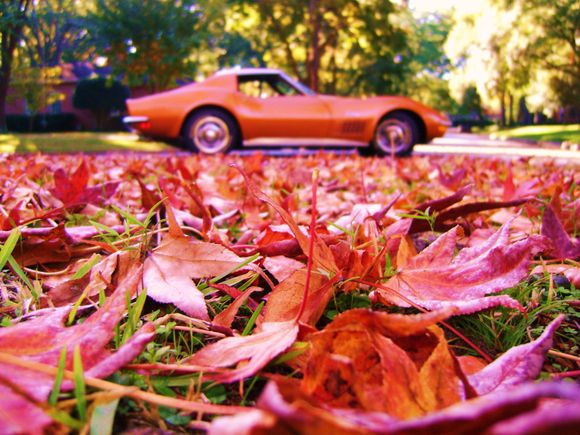 Orange Crush naturally looks stunning with fall colors.