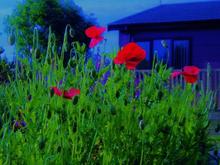 Poppies as above at Highfield.