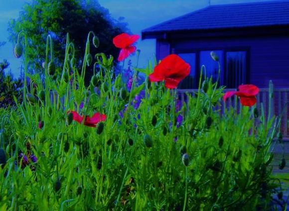 Poppies as above at Highfield.