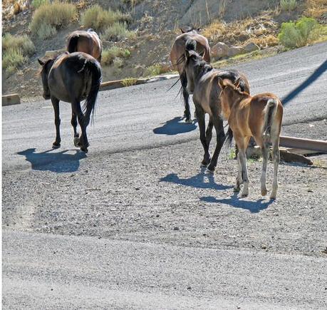 Wild horses