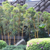 Bamboo out side Japan.