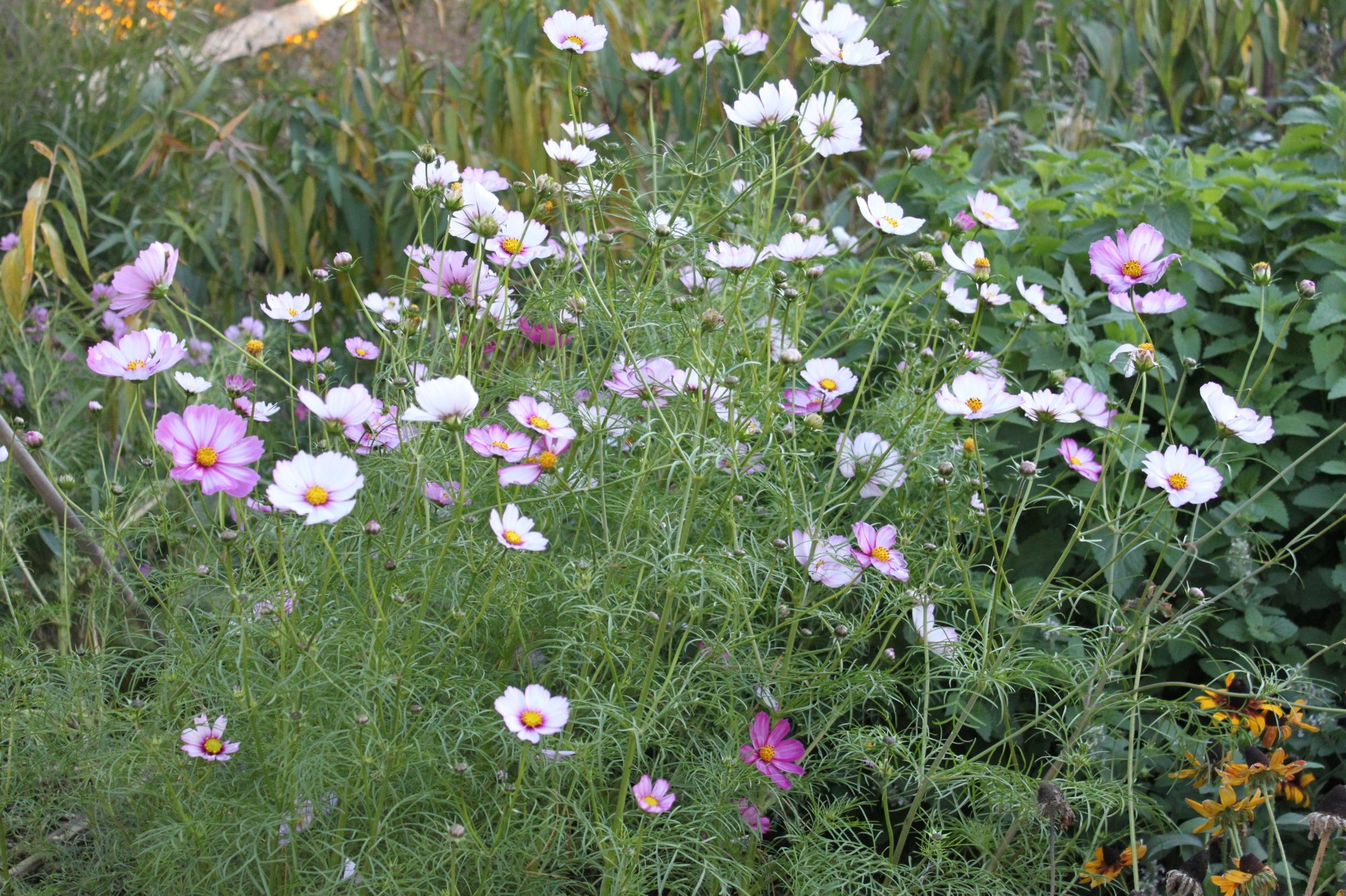 Blooming cosmos in September 2... photo by MNWildflower on Garden Showcase