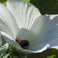 Rose of Sharon [ a variety of Hibiscus -  (Hibiscus Syriacus)..