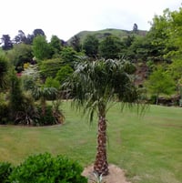 Anne's Country Garden - Waihi, NZ