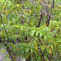 Mallet Flower Tree (Schefflera pueckleri