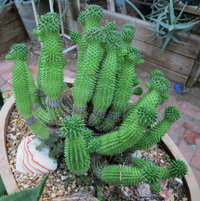 Euphorbia susannae too
