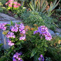 Phlox paniculata Flame deep purple with sedum Beach party and nepeta L ttle Titch