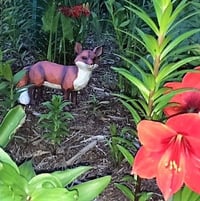 foxy fellow