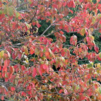 Oh, ye Dogwood leaves - stop turning color !