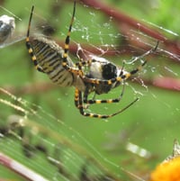 Argiope aurantia - Garden Spider with wrapped catch ..