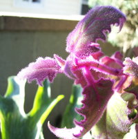 purple fuzzy vine (Senecio-like flowers)