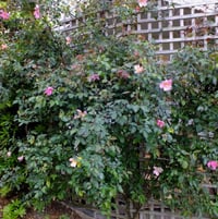 Rose 'Mutabilis'