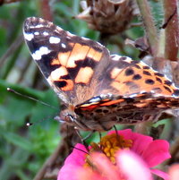 Painted Lady ..
