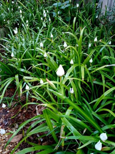Along the side yard path, masses of walking irises...here just about to burst into bloom.
