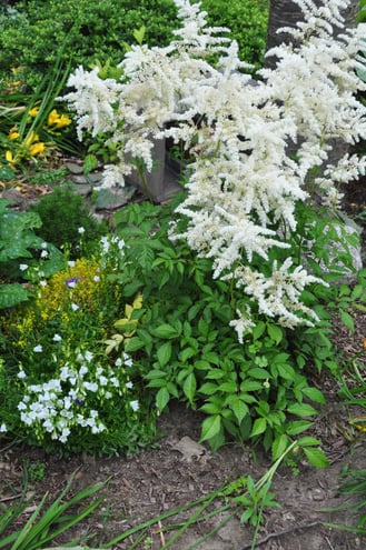 The white Astilbe flowers are growing in the front garden.  They light up the area even in the shade.